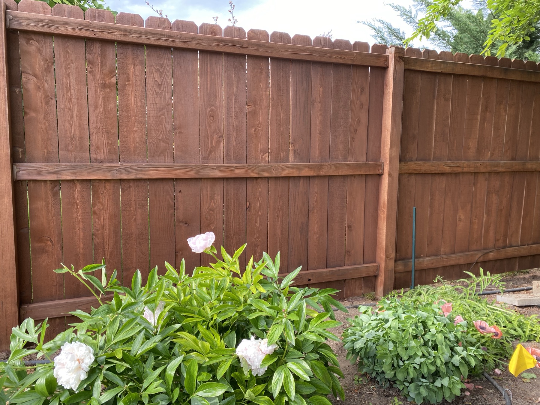 Fence Painting/Staining